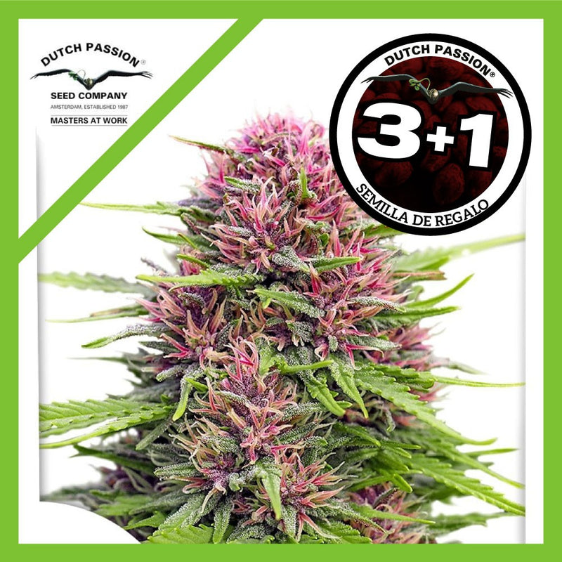 FRISIAN DEW FEM X3+1-DUTCH PASSION (DS)