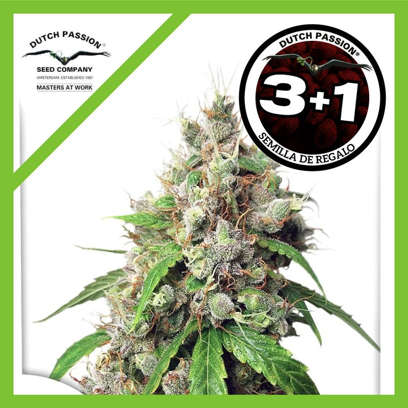 EUFORIA FEM X3+1-DUTCH PASSION