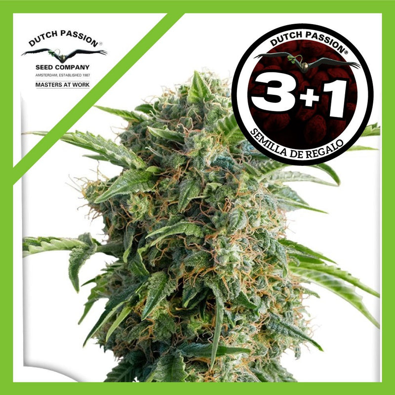DAIQUIRI LIME AUTO X3+1-DUTCH PASSION