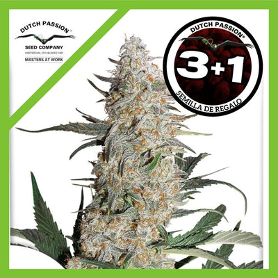 CRITICAL ORANGE PUNCH FEM X3+1-DUTCH PASSION (DS)