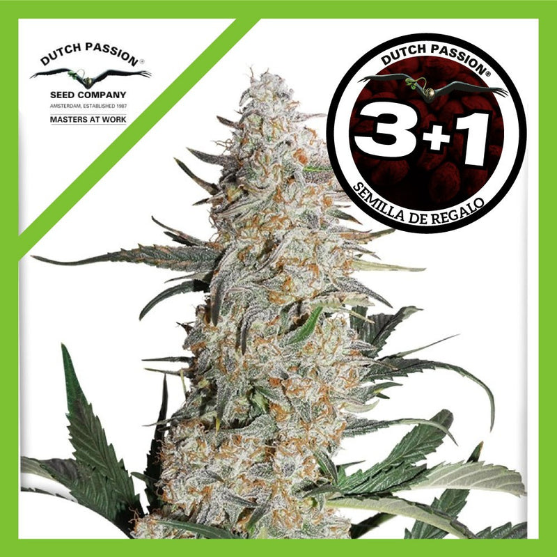 CRITICAL ORANGE PUNCH FEM X3+1-DUTCH PASSION