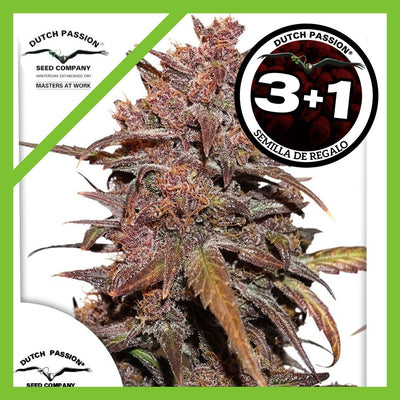 BLACKBERRY KUSH CBD AUTO X3+1-DUTCH PASSION