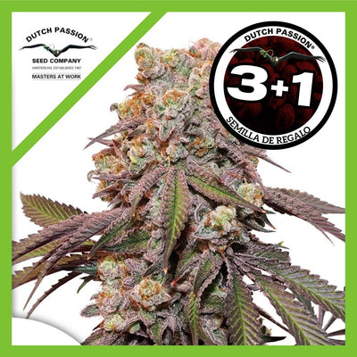 CANDY BUBATZ XL AUTO X3+1-DUTCH PASSION (DS)