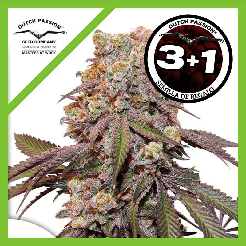 CANDY BUBATZ XL AUTO X3+1-DUTCH PASSION