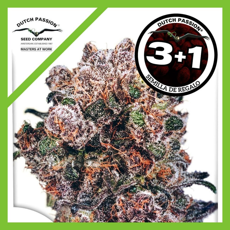 BLUEBERRY FEM X3+1-DUTCH PASSION