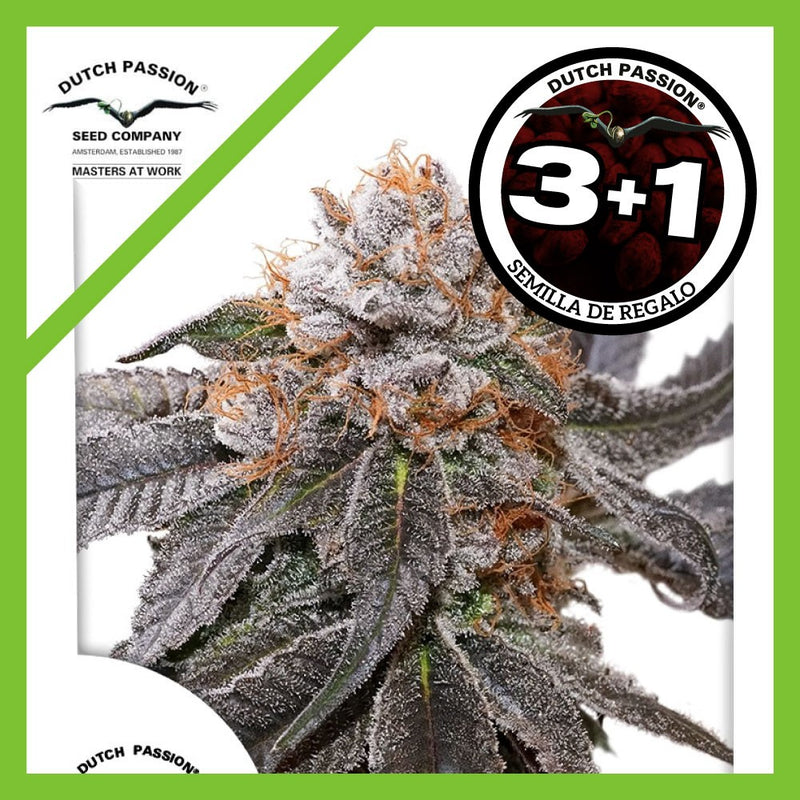 BLUE ZUSHI FEM X3+1-DUTCH PASSION