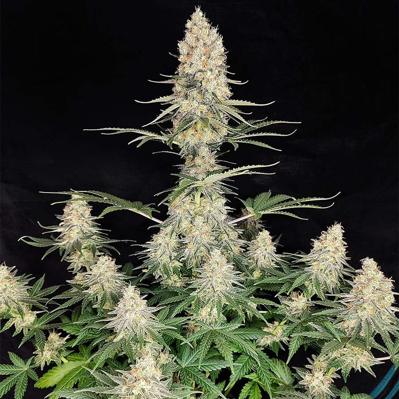 QUASAR FEM X3+1-BUDDHA SEEDS (DS)