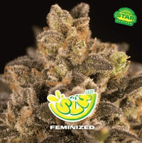 SUPER LEMON HAZE FEM X100-BSF (DS)