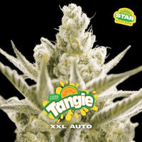 TANGIE XXL  AUTO X100-BSF (DS)