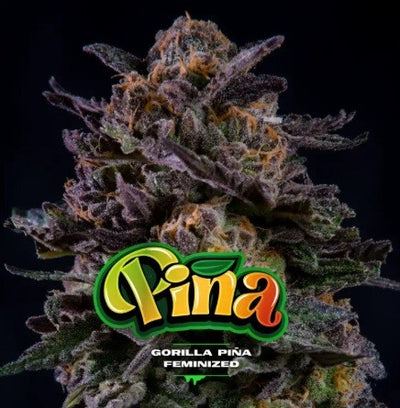 GORILLA PIÑA FEM X100-BSF (DS)