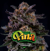 GORILLA PIÑA FEM X100-BSF (DS)