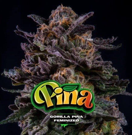GORILLA PIÑA FEM X100-BSF