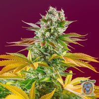 GORILLA GIRL F1 FAST VERSION X25-SWEET SEEDS (DS)