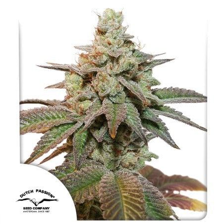 KEROSENE KRASH AUTO X3- DUTCH PASSION