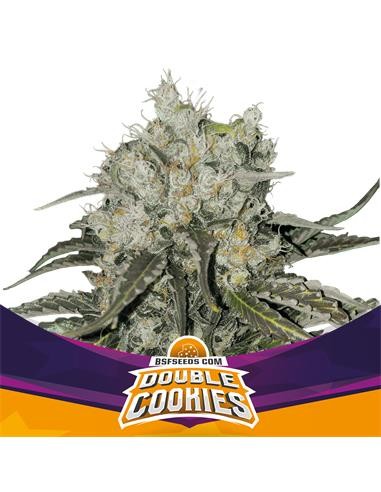 DOUBLE COOKIES SP COOKIES FEM X12 - BSF