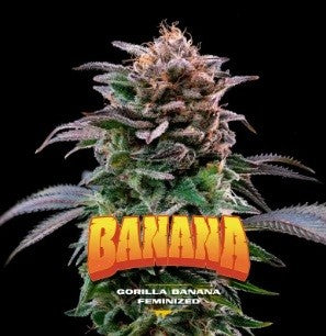 GORILLA BANANA FEM X12-BSF