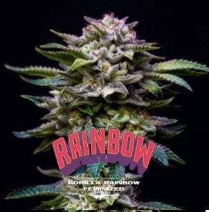 GORILLA RAINBOWS FEM X12-BSF (DS)