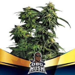 OBG KUSH FAST FEM X7-BSF