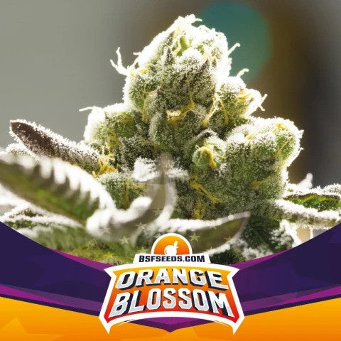 ORANGE BLOSSOM FEM X7 -BSF