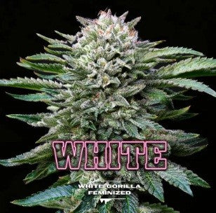 WHITE GORILLA FEM X7 - BSF (DS)