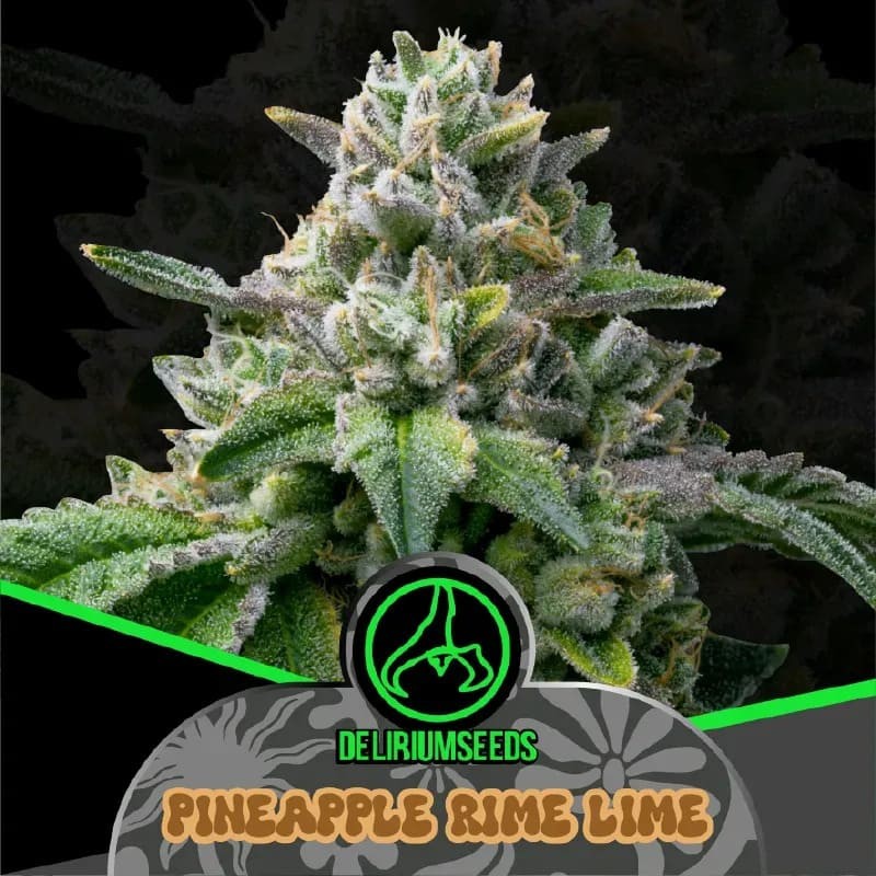 PINEAPPLE RIME LINE AUTO X4 - DELIRIUM SEEDS (DS)