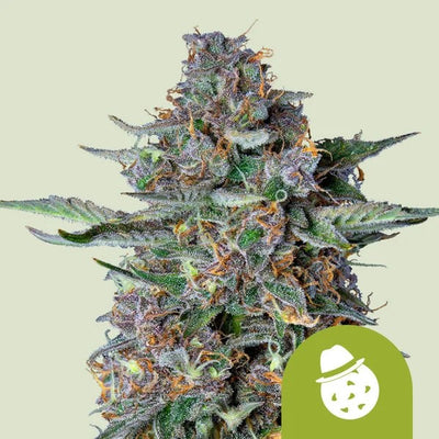 DO-SI-DOS USA PREMIUM AUTO X1- ROYAL QUEEN SEEDS (DS)
