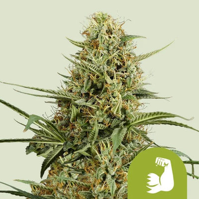HULKBERRY AUTO X1 - ROYAL QUEEN SEEDS (DS)