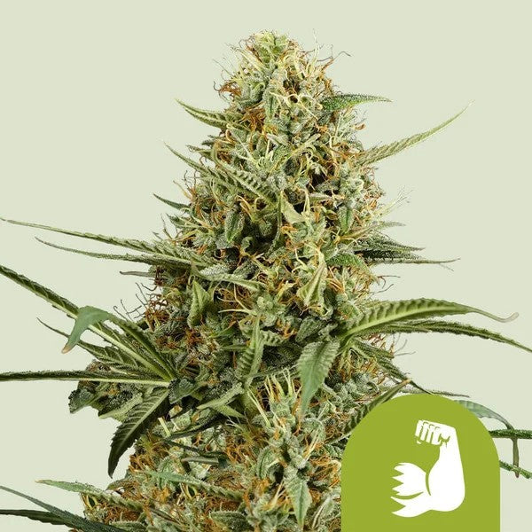 HULKBERRY AUTO X1 - ROYAL QUEEN SEEDS