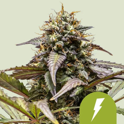 NORTH THUNDERFUCK USA PREMIUM AUTO X1 - ROYAL QUEEN SEEDS (DS)