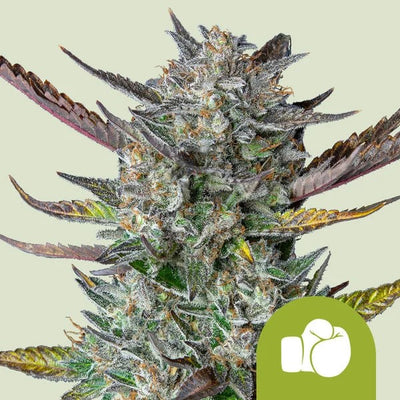 PURPLE PUNCH USA PREMIUM AUTO X1 - ROYAL QUEEN SEEDS (DS)