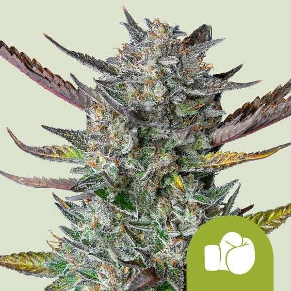 PURPLE PUNCH USA PREMIUM AUTO X1 - ROYAL QUEEN SEEDS