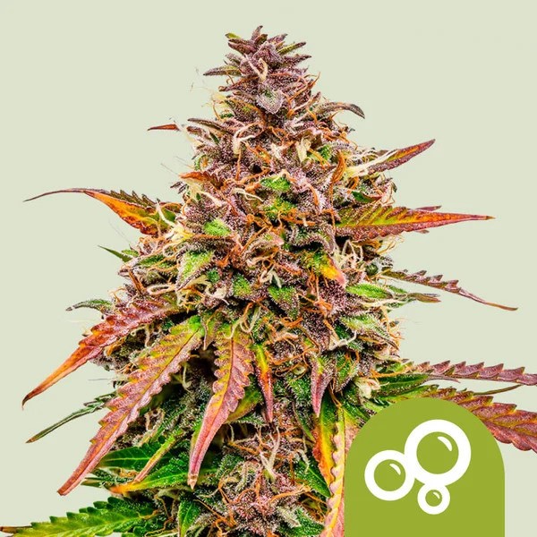 ROYAL BUBBLE KUSH AUTO X3 - ROYAL QUEEN SEEDS