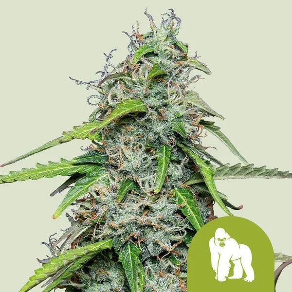 ROYAL GORRILLA USA PREMIUM AUTO X1 - ROYAL QUEEN SEEDS