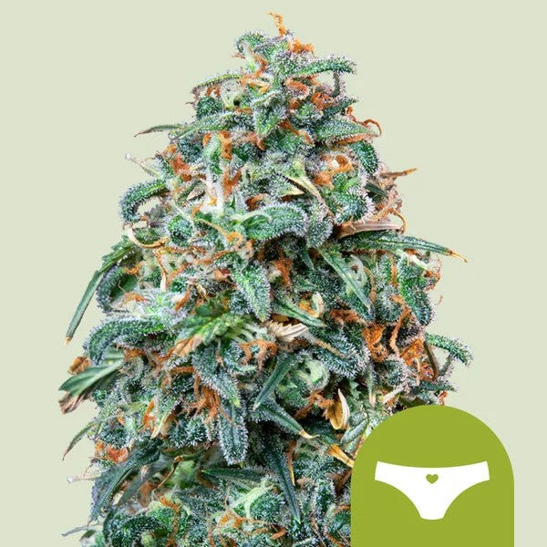 SHERBET QUEEN USA PREMIUM AUTO X1 - ROYAL QUEEN SEEDS