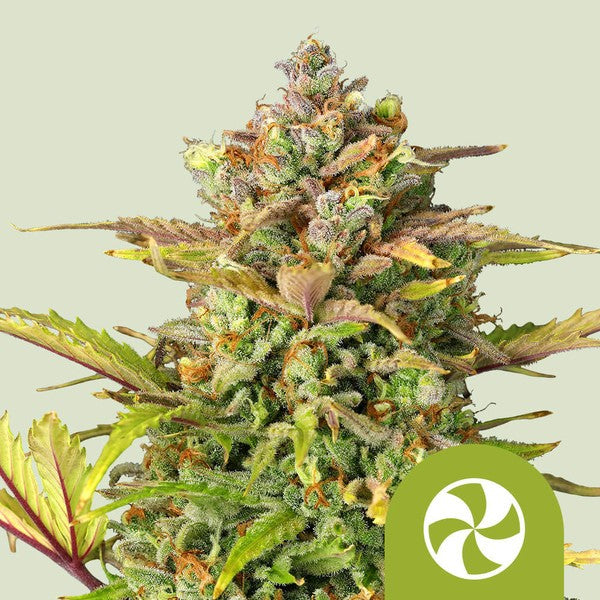 SWEET ZZ USA PREMIUM AUTO X1 - ROYAL QUEEN SEEDS
