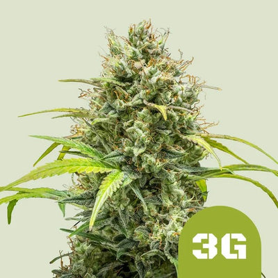 TRIPLE G AUTO X1 - ROYAL QUEEN SEEDS (DS)
