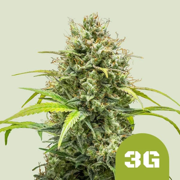 TRIPLE G AUTO X1 - ROYAL QUEEN SEEDS