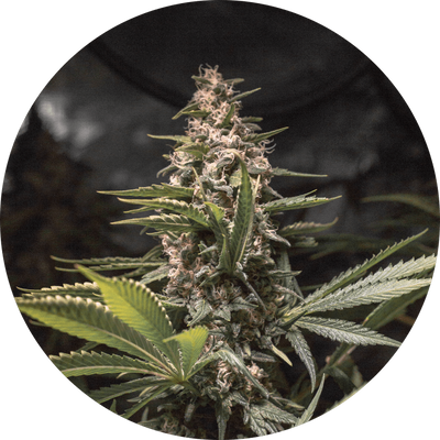 CHOCOLATE SPANISH CANDY FEM X3 - SPANISH PASSION SEEDS (DS)