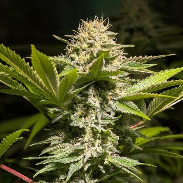 DULCE HIGH KICK FEM X3 - SPANISH PASSION SEEDS
