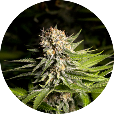 GIRL SCOUT COOKIES FEM X3 - SPANISH PASSION SEEDS (DS)