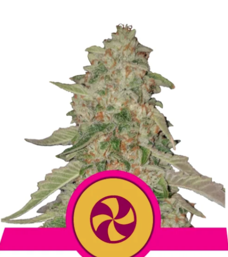 SWEET ZZ USA PREMIUM FEM X1 - ROYAL QUEEN SEEDS