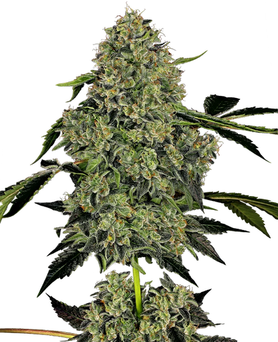 OG KUSH AUTO X3+1 WHITE LABEL BY SENSI SEEDS (DS)