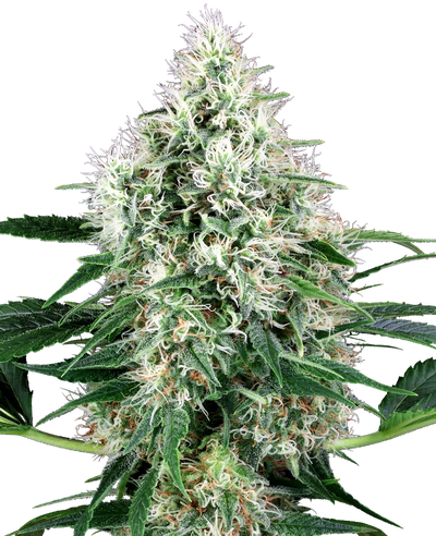 PURE POWER PLANT AUTO X3+1 - WHITE LABEL BY SENSI SEEDS (DS)
