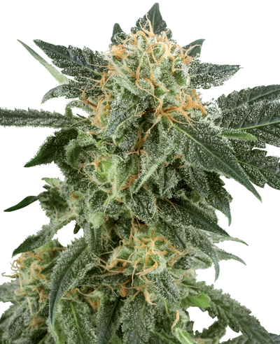 SNOW RYDER AUTO X3+1 - WHITE LABEL BY SENSI SEEDS (DS)