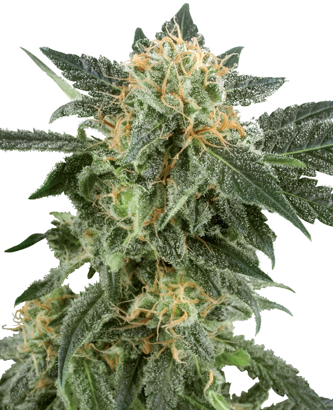 SNOW RYDER AUTO X3+1 - WHITE LABEL BY SENSI SEEDS