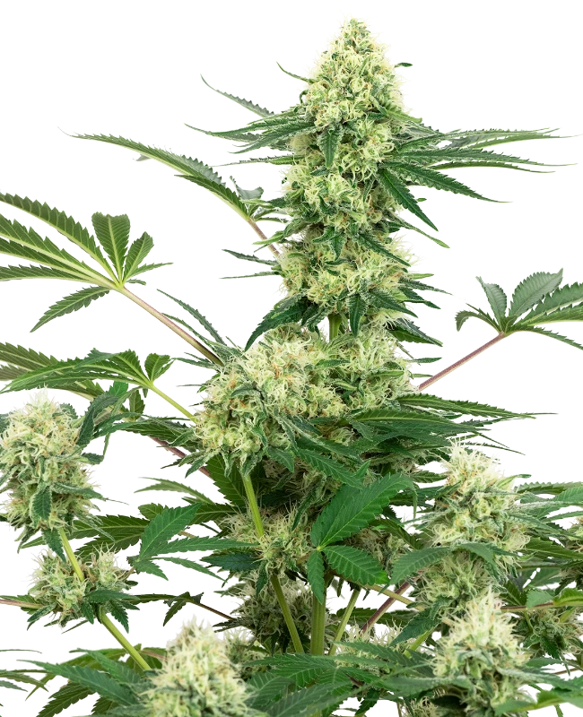 WEDDING CAKE FEM X3+1 - WHITE LABEL BY SENSI SEEDS (DS)