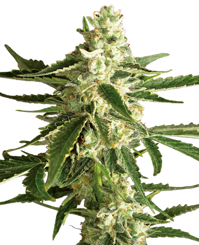 WHITE DIESEL HAZE AUTO X3+1 - WHITE LABEL BY SENSI SEEDS (DS)