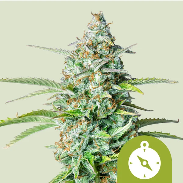 NORTHERN LIGHTS AUTO X10 -SENSI SEEDS