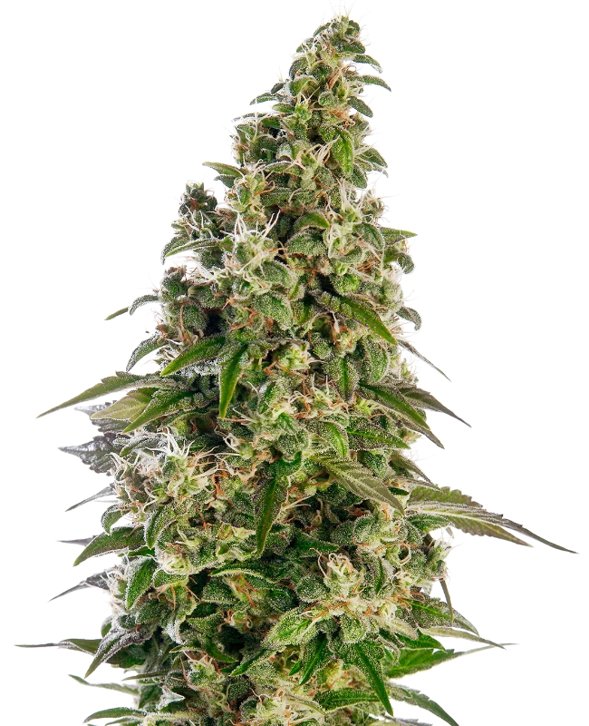 AFGHANI N1 AUTO X3-SENSI SEEDS