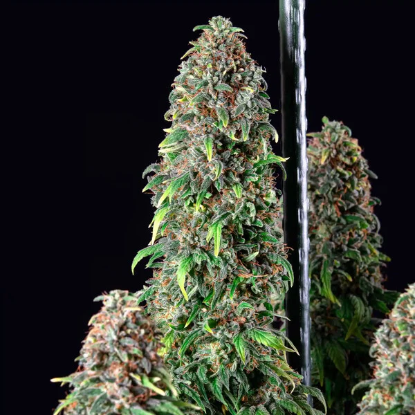 WEDDING GELATO FEM X1-ROYAL QUEEN SEEDS